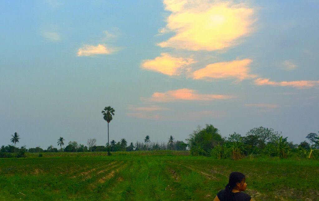 sugarcane field